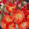 Rebutia_gracilispina_1